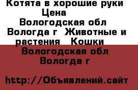 Котята в хорошие руки › Цена ­ 200 - Вологодская обл., Вологда г. Животные и растения » Кошки   . Вологодская обл.,Вологда г.